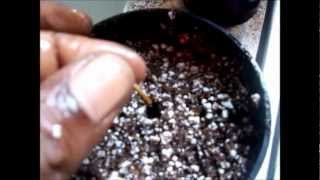 How to Germinate  Plant Moso Bamboo Seeds [upl. by Vetter]