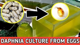 HOW TO HATCH DAPHNIA EGGS  HOW TO CULTURE DAPHNIA [upl. by Adnylem]