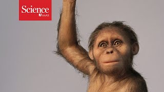 ‘Lucy’s baby’ suggests famed human ancestor had a primitive brain [upl. by Jelle]