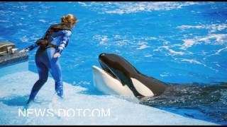 Whale Responsible for Trainers Death Returns to SeaWorld Show [upl. by Mattah607]