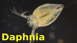 Daphnia [upl. by Nahgeam]