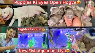 Coco K Puppies Dekhne Gye🐶Rock K Jaisa Puppy Mila😍 New Fish Aquarium Liya🐠Fighter Fish Le🔥 [upl. by Ahsenrad841]