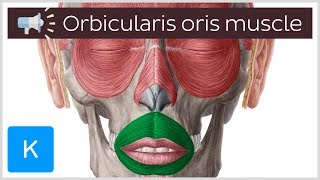 Orbicularis oris muscle  Anatomical Terms Pronunciation by Kenhub [upl. by Yesdnyl]