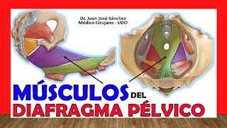 🥇 DIAFRAGMA PÉLVICO PISO PÉLVICO Músculos [upl. by Brower]