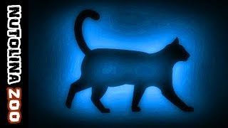 Miauwende katten  Kattengeluiden  Katzen miauen  Katten geluid [upl. by Ittam]