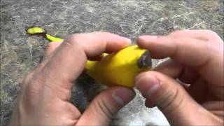 How To Peel A Banana PROPERLYTutorial [upl. by Henebry435]