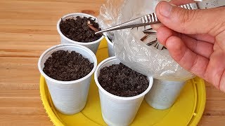 How to grow Bamboo from seed 🌿🌱🌱 [upl. by Nnaer939]