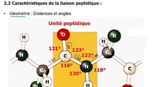 A Peptides liaison peptidique [upl. by Asyle]