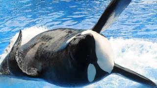 SeaWorld Killer Whale Tilikum Dies [upl. by Rudy]