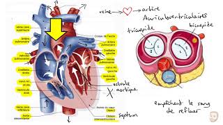 Le système cardiovasculaire [upl. by Longwood]