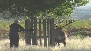 Testosterone fuelled stag chases man in Bushy Park London [upl. by Kcinemod]