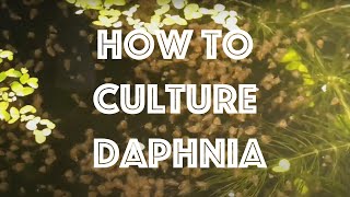 How To Culture Daphnia Magna [upl. by Evanne792]