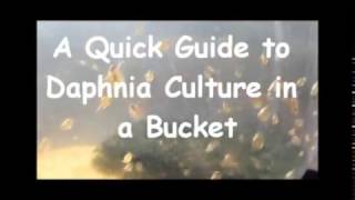 How to culture daphnia outside [upl. by Mayda]