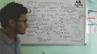 Chlorophyceae Green algae in detail [upl. by Ylrebmyk]