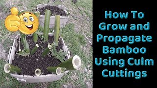 How To Grow and Propagate Bamboo from Culm Cuttings [upl. by Madella]