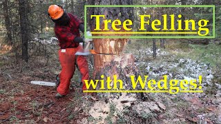 Tree Felling with Wedges Comprehensive How To [upl. by Sakmar]