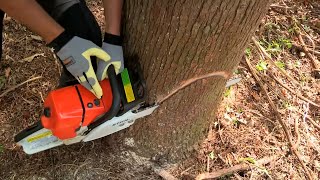 How to Fell a Tree with a Chainsaw [upl. by Nerland]