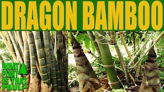 Dragon Bamboo  Dendrocalamus giganteus  One of the worlds tallest Bamboo [upl. by Balkin]