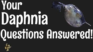 Daphnia Questions Answered [upl. by Ekul]