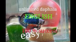 daphnia moina culture Easy way Unlimited production English  with sub Green water Chlorella [upl. by Akvir]