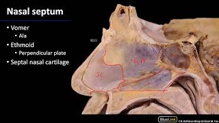 Nasal Cavity Sinuses and Ear  Nasal Septum [upl. by Parcel]