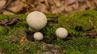 Introductory Mycology for the Curious Naturalist [upl. by Ihcego527]