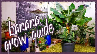 Grow Bananas Successfully Indoors Grow Guide [upl. by Eirolam215]