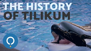 Killer Whale Tilikum That Attacked Sea World Trainer Has Died [upl. by Kirtap]