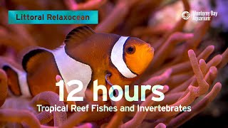 12 Hours Of Tropical Coral Reef Fishes At Monterey Bay Aquarium  Littoral Relaxocean [upl. by Ehcrop]