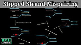 Slipped Strand Mispairing  DNA Polymerase Slippage  Slipped DNA [upl. by Nylaras955]