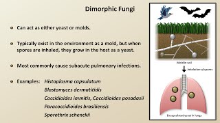 Classification and Structure of Fungi Fungal Infections  Lesson 1 [upl. by Nwahs]