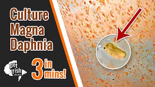 How to culture DAPHNIA MAGNA  The easy way [upl. by Adolfo]