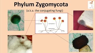 Zygomycota [upl. by Ainoda136]