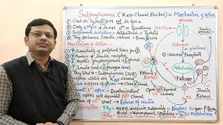 Diabetes Mellitus Part10 Mechanism of Action of Sulfonylurease  Antidiabetic Drugs  Diabetes [upl. by Urissa]