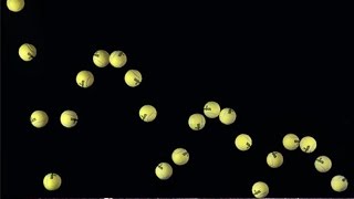 Bouncing Tennis ball Sound Effect [upl. by Fesuy]