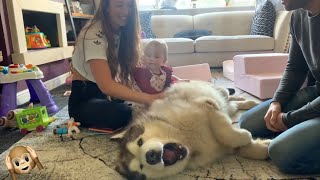 Giant Malamute Howls For Belly Rubs The Cutest Dog EVER Sound Warning [upl. by Crenshaw]