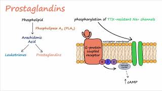 Pain Transduction Described Concisely [upl. by Miarzim242]