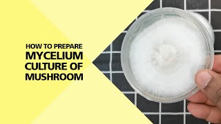 How to Prepare Mycelium Culture of Mushroom Part 24 [upl. by Brooks]