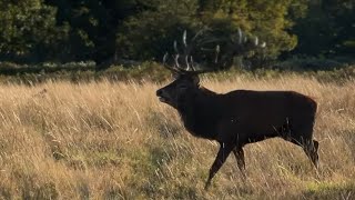 Bushy Park  Fun Facts About Red Deer [upl. by Aynwad]