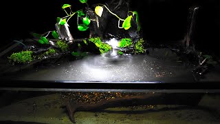 Real aquarium in 4K 🐠 Cichlids 🍀 3 hours [upl. by Bordie]