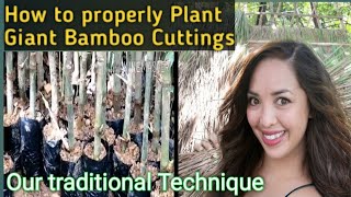 GiantBamboo DendrocalamusAsper How to Plant the right way  Giant Bamboo cuttingsPropagules [upl. by Mcclary163]