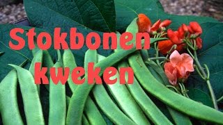 Bonen kweken stokbonen zaaienmov [upl. by Nnylg]