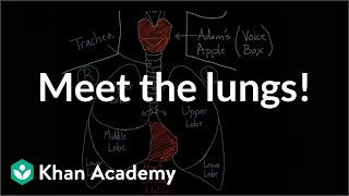 Meet the lungs  Respiratory system physiology  NCLEXRN  Khan Academy [upl. by Kirred]