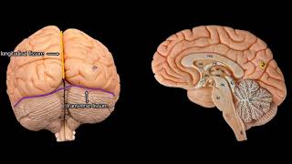 Cerebral Anatomy with simplified explanations of function [upl. by Haras]