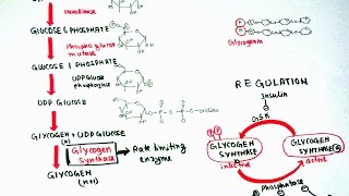 Glycogenesis [upl. by Naerad]