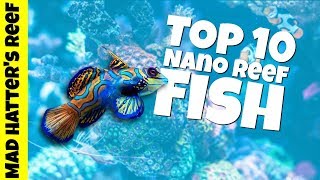 Top 10 Nano Reef Tank Fish [upl. by Milla]