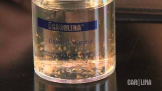 How to Care for Daphnia [upl. by Holland]