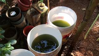 How to grow Green Water Algae [upl. by Bridge]