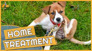 Dog Skin Allergy Home Remedies  Cure their Itch [upl. by Okimuk]