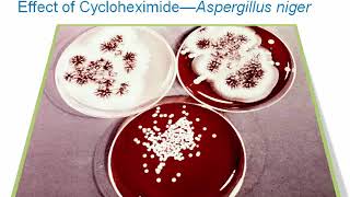 Introduction to Clinical Mycology Part 3 Hot Topic [upl. by Adnylg]